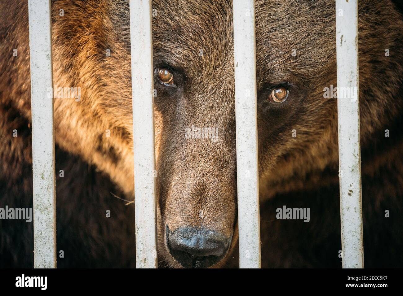 Europeo Eurasian marrone Orso russo Ursus arctos arctos in Zoo Gabbia Foto Stock