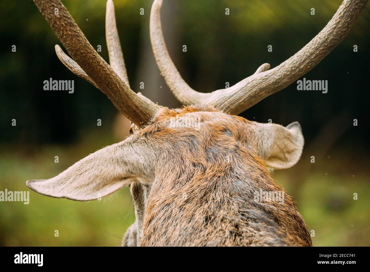 Primo piano di Antlers of Male European Red Deer o Cervus elaphus nella Foresta d'autunno. Bielorussia Foto Stock