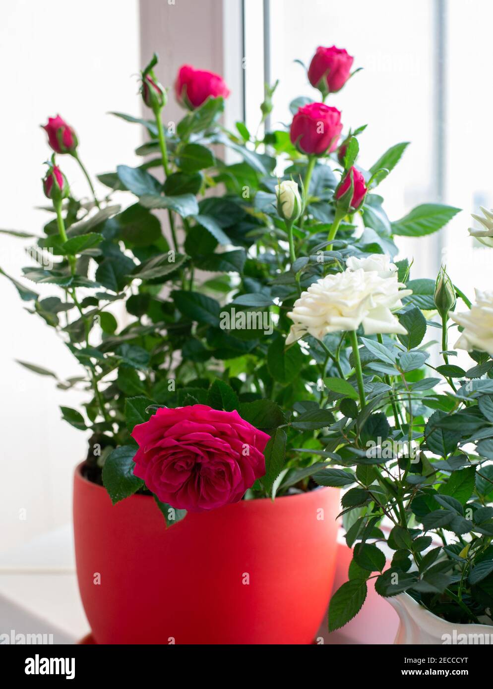 Le rose rosse e bianche nel vaso si trovano sul davanzale sul balcone Foto Stock