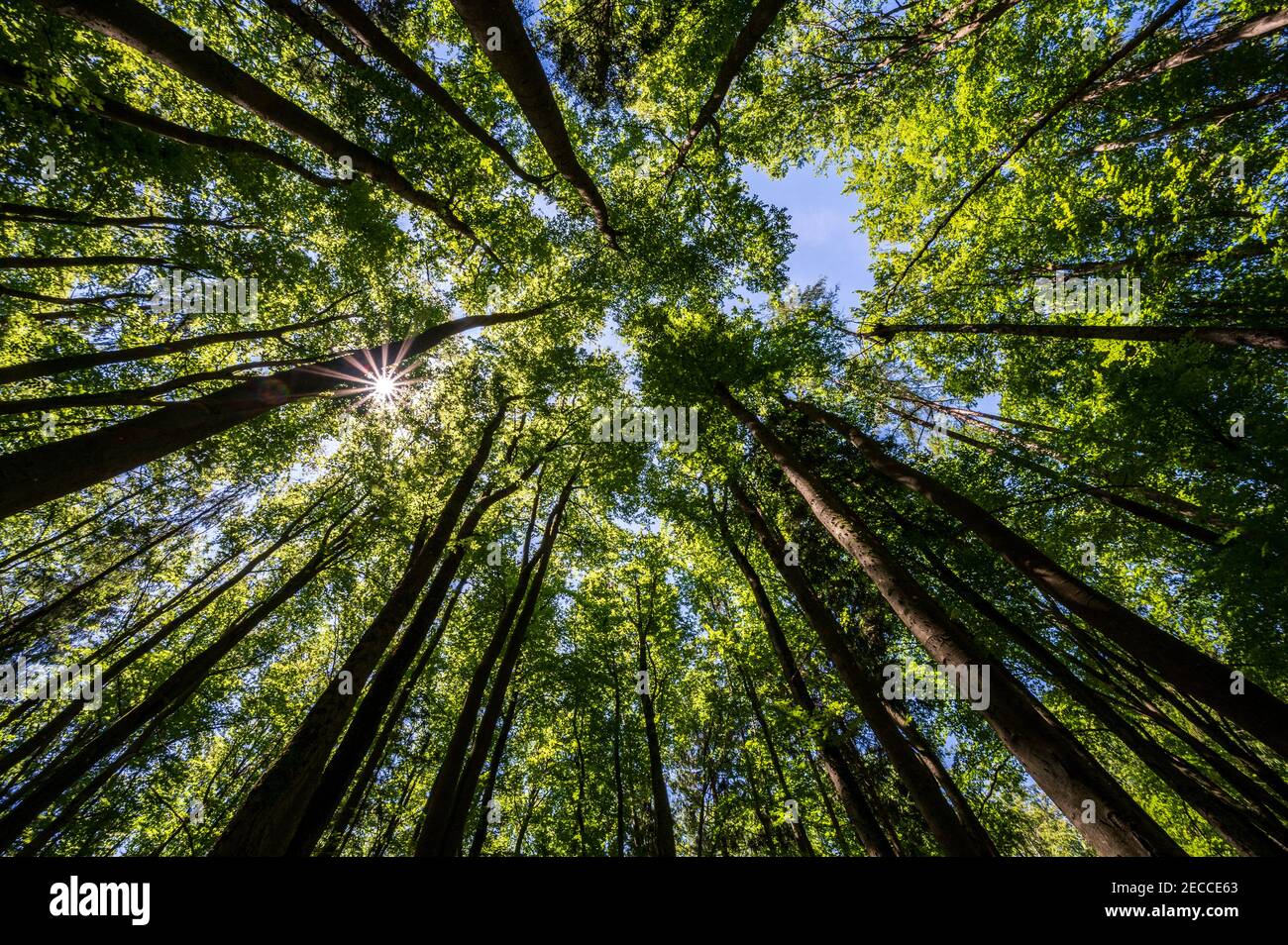 Alberi in una foresta dal basso con il sole ultra ampio Foto Stock