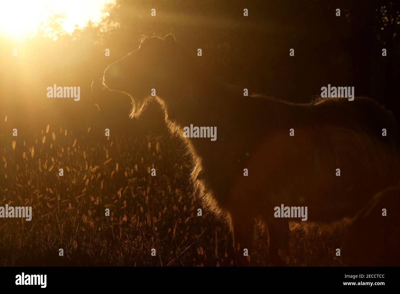 Una capra addomesticata in un campo in Romania visto contro il sole Foto Stock