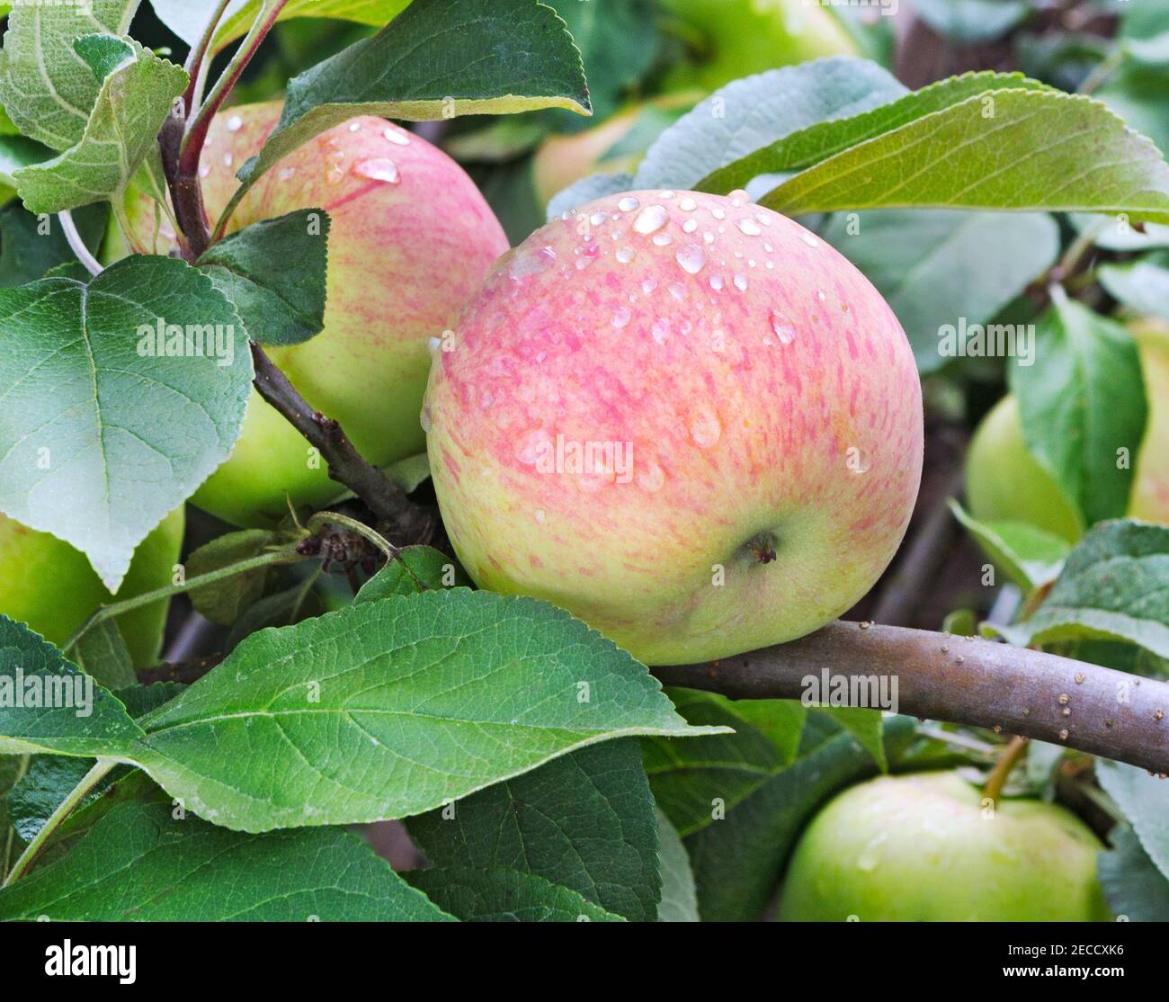 Albero di mela con frutta matura di mela. Mele mature che crescono sul ramo dell'albero di mela. Mela sull'albero dopo la pioggia, primo piano. Foto Stock