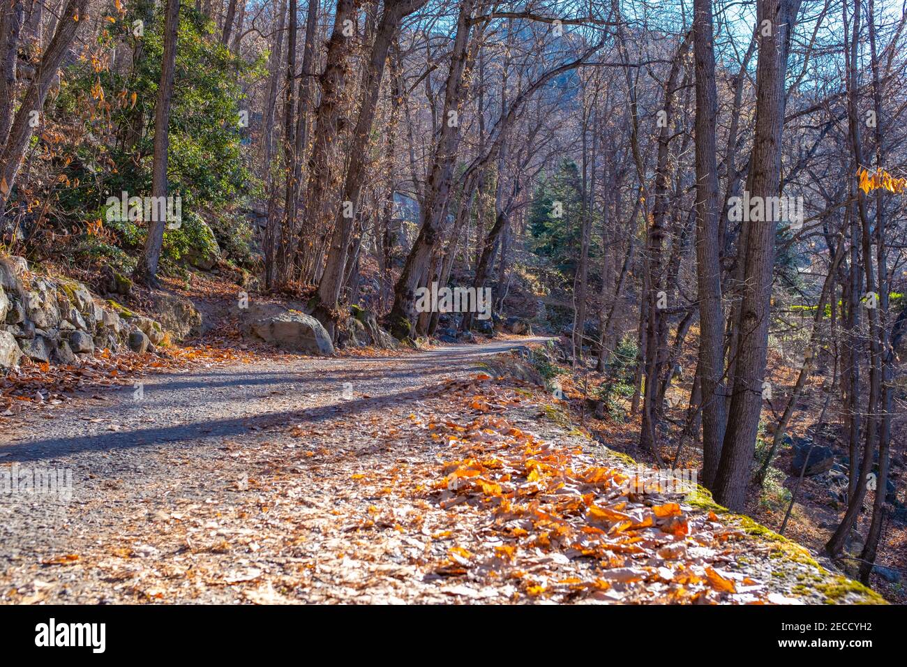 Vista su una piccola strada in cemento vuota che conduce al Abbazia di Saint-Martin-du-Canigou nel sud della Francia Foto Stock