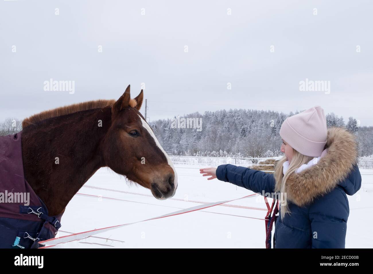 Una giovane donna in una giacca calda e un il cappello rosa allunga la mano verso il cavallo Foto Stock