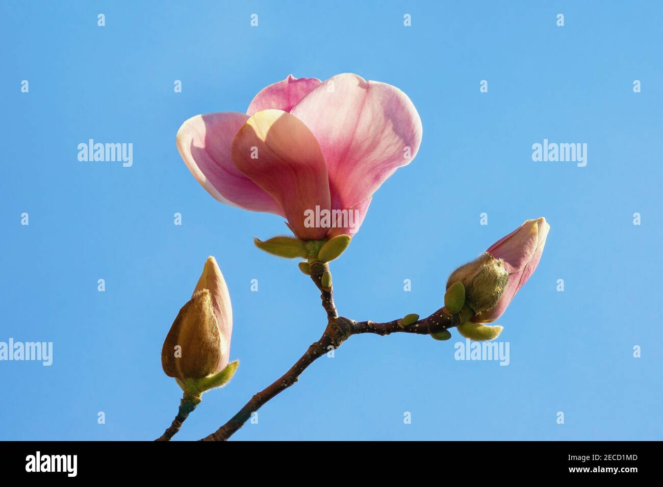 Bella magnolia fiore ( Magnolia soulangeana ) contro il cielo blu in sole primavera giorno. Spazio di copia Foto Stock