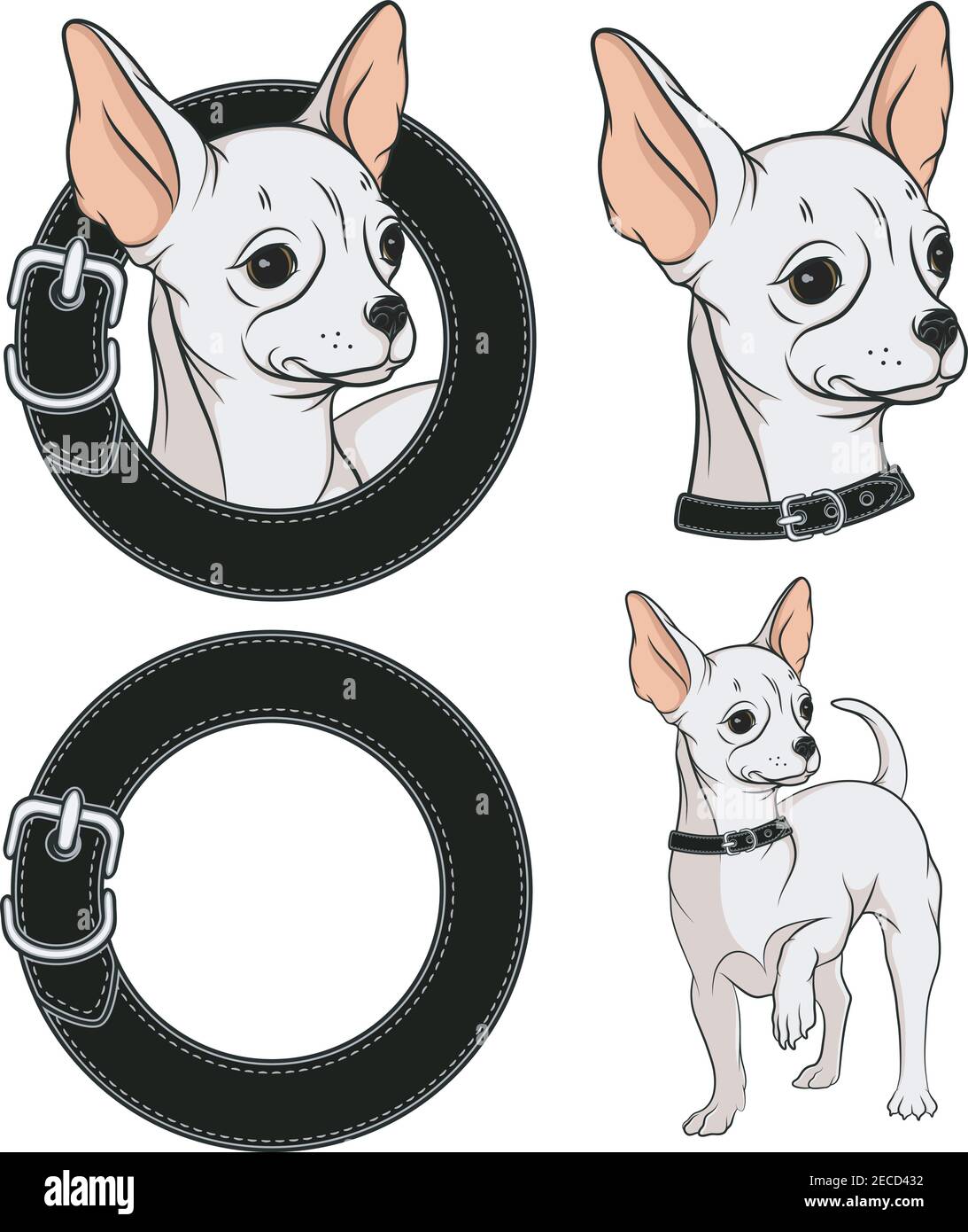 Set di illustrazioni a colori con un Chihuahua in un collare. Oggetti vettoriali isolati. Illustrazione Vettoriale