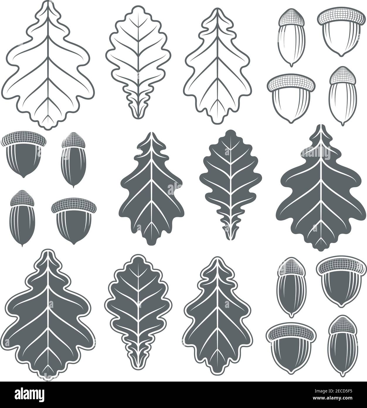 Acorni vettoriali e foglie di quercia. Oggetti isolati su sfondo bianco. Illustrazione Vettoriale