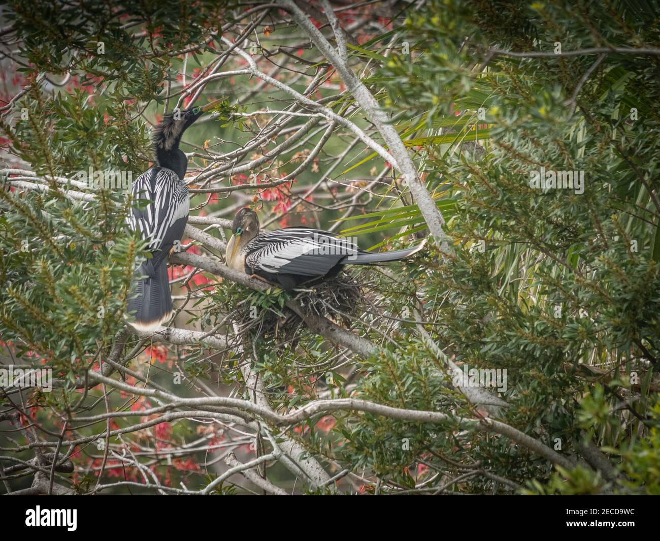 Bellissimo uccello Anhinga in natura Foto Stock