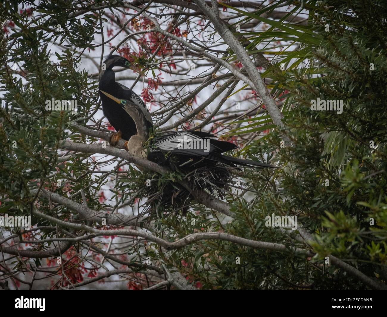 Bellissimo uccello Anhinga in natura Foto Stock
