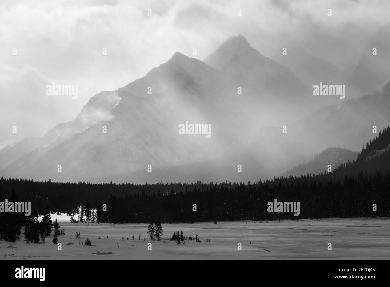 Vista in bianco e nero su un paesaggio invernale innevato della regione di Kananaskis in Alberta, Canada. Foto Stock