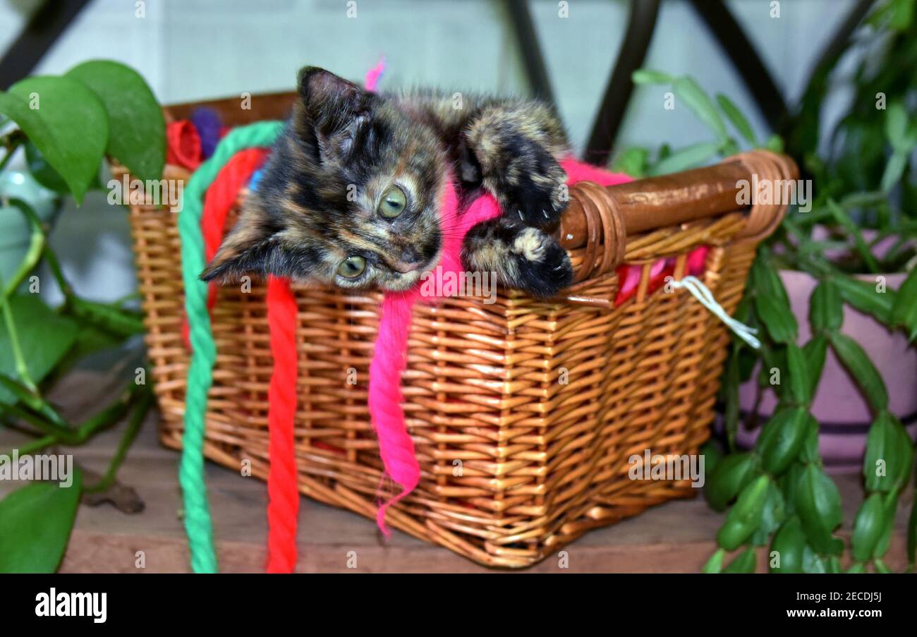 Il piccolo gattino ama giocare dentro e fuori dal suo nascondiglio di cesto di vimini. Si è coperta in filo di capelli vintage. Il gattino è marrone e nero. Foto Stock
