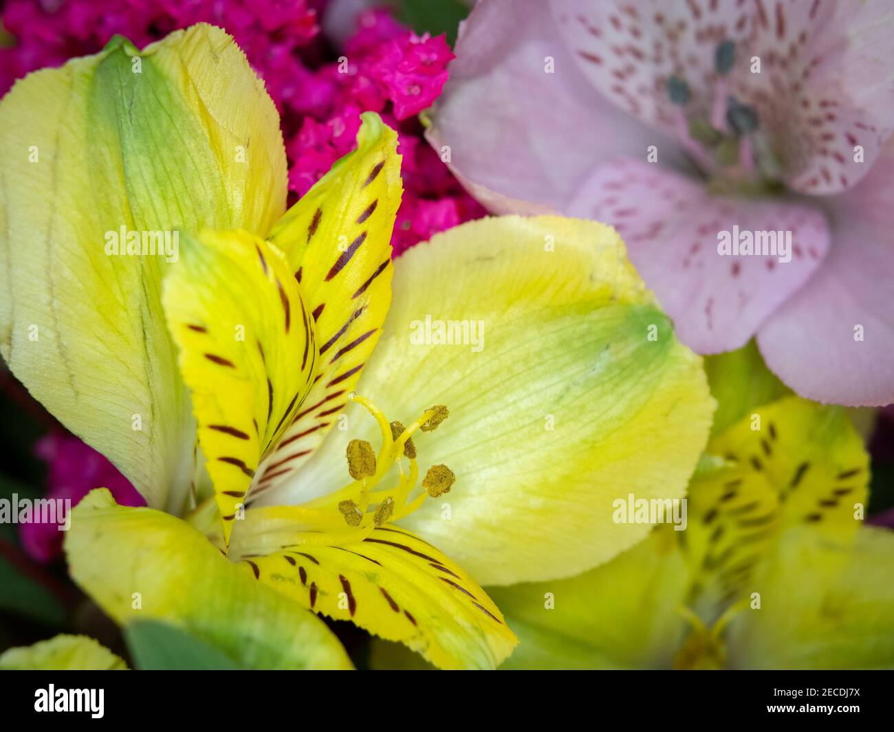 Vicino uo di Alstroemerias giallo o giglio peruviano Foto Stock