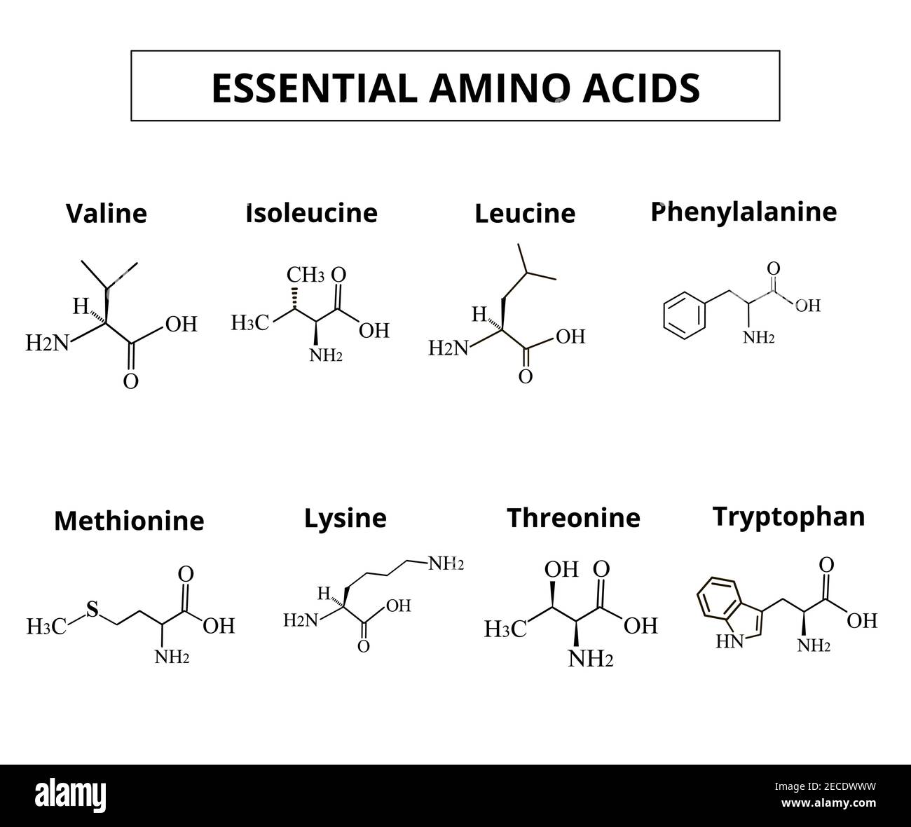 Aminoacidi essenziali. Un insieme di amminoacidi. Formule chimiche molecolari di amminoacidi. Illustrazione vettoriale su sfondo isolato. Illustrazione Vettoriale