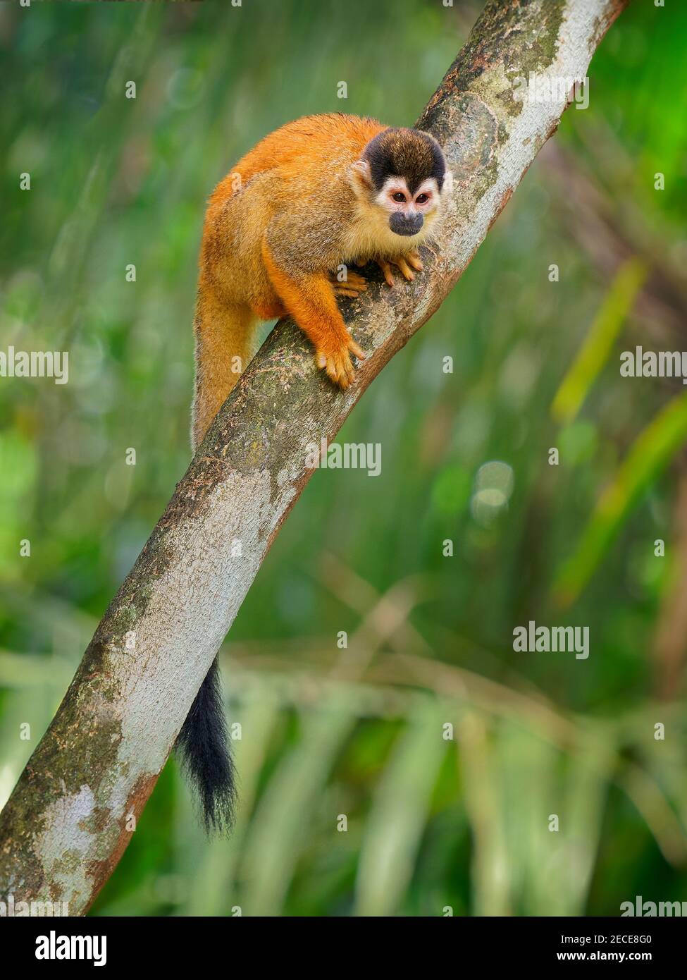 Scimmia scoiattolo dell'America centrale - saimiri oerstedii anche scimmia scoiattolo rosso, nelle foreste tropicali dell'America Centrale e del Sud nel cano Foto Stock