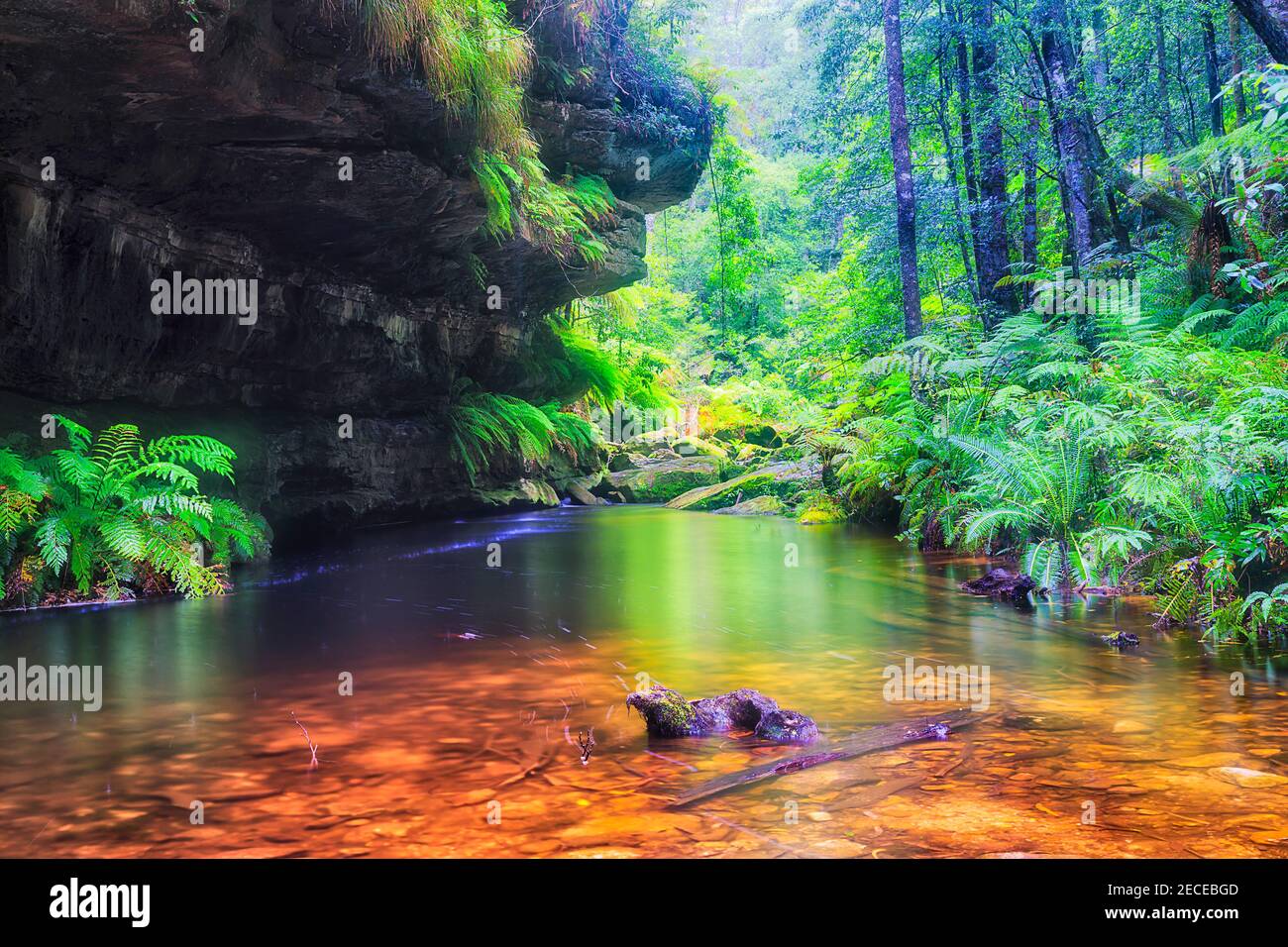 Lussureggiante foresta pluviale sempreverde nel Parco Nazionale delle Blue Mounains dell'Australia durante il tempo piovoso - la pista a piedi del Grand Canyon. Foto Stock