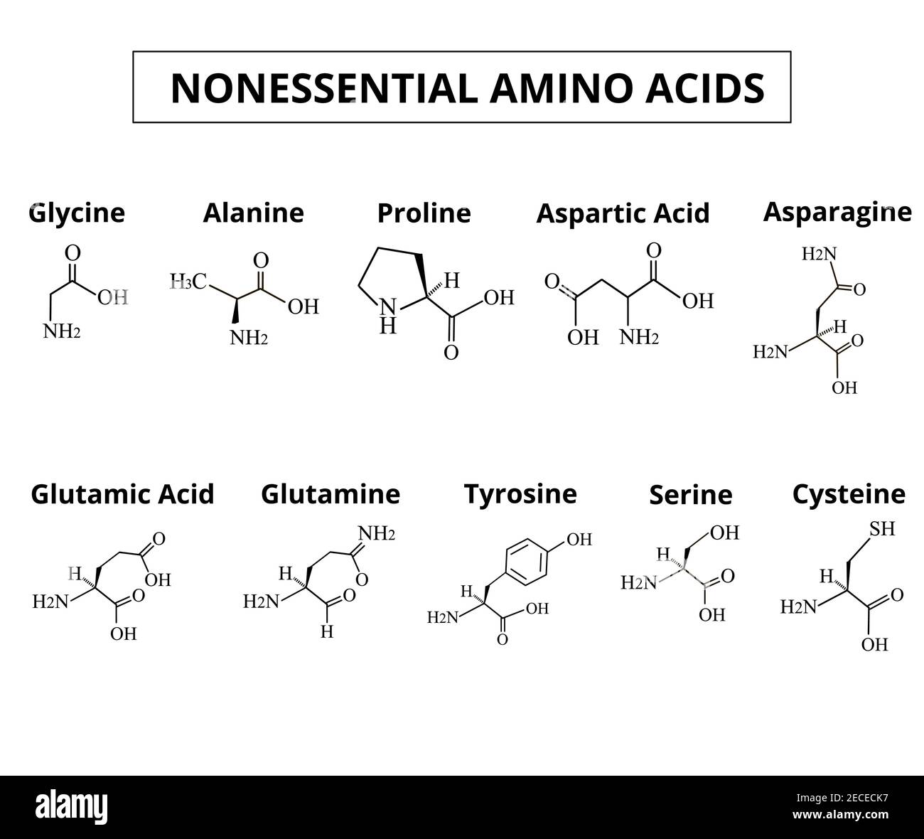 Aminoacidi non essenziali. Un insieme di amminoacidi. Formule chimiche molecolari di amminoacidi. Illustrazione vettoriale su sfondo isolato. Illustrazione Vettoriale