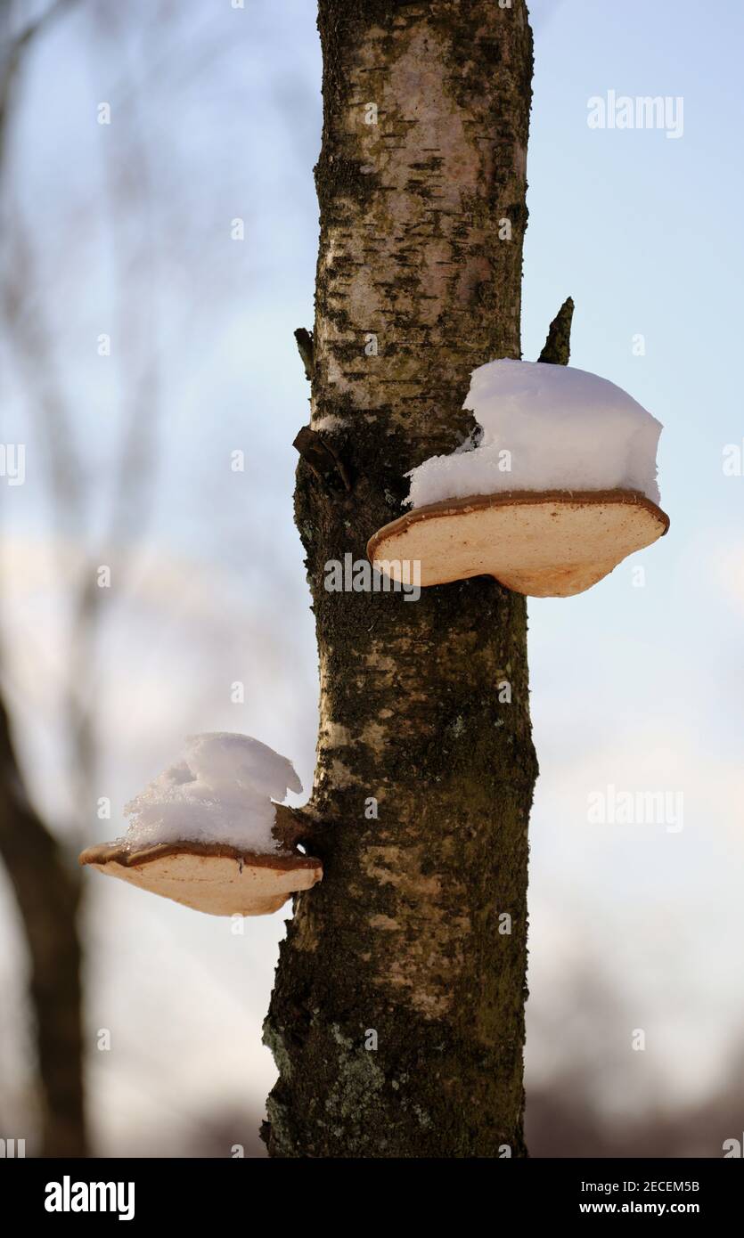 Mucchi di neve su polipi nella campagna britannica Foto Stock