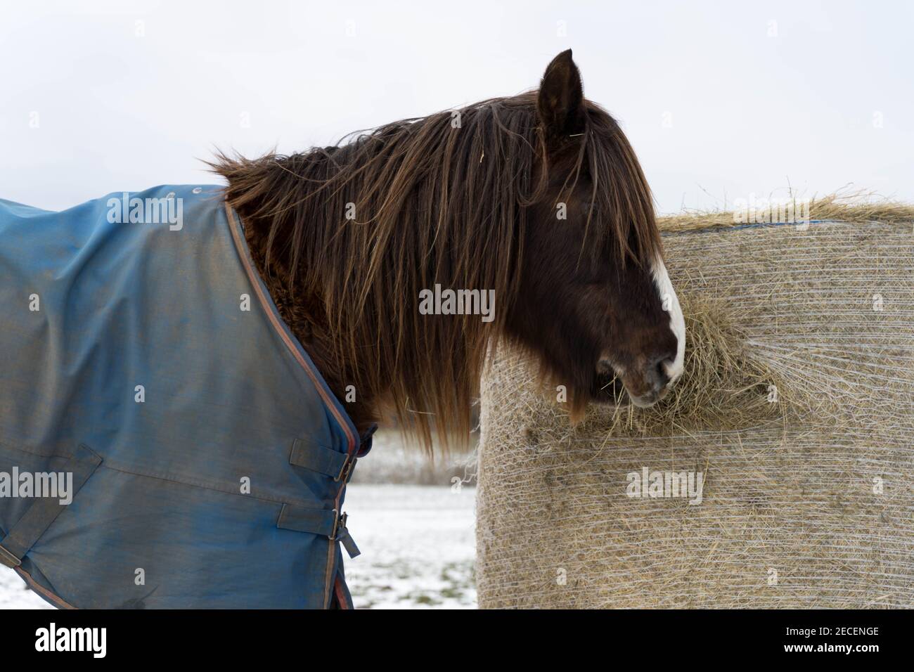 Pony in tappeto invernale pascolando fieno secco balla in freddo giorno d'inverno, circondato da campo di neve, campagna fattoria Kent Foto Stock