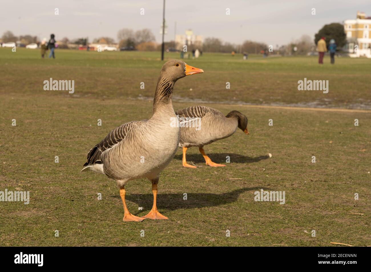 Due anatre alla ricerca di cibi in un parco aperto Freddo giorno invernale Londra Foto Stock