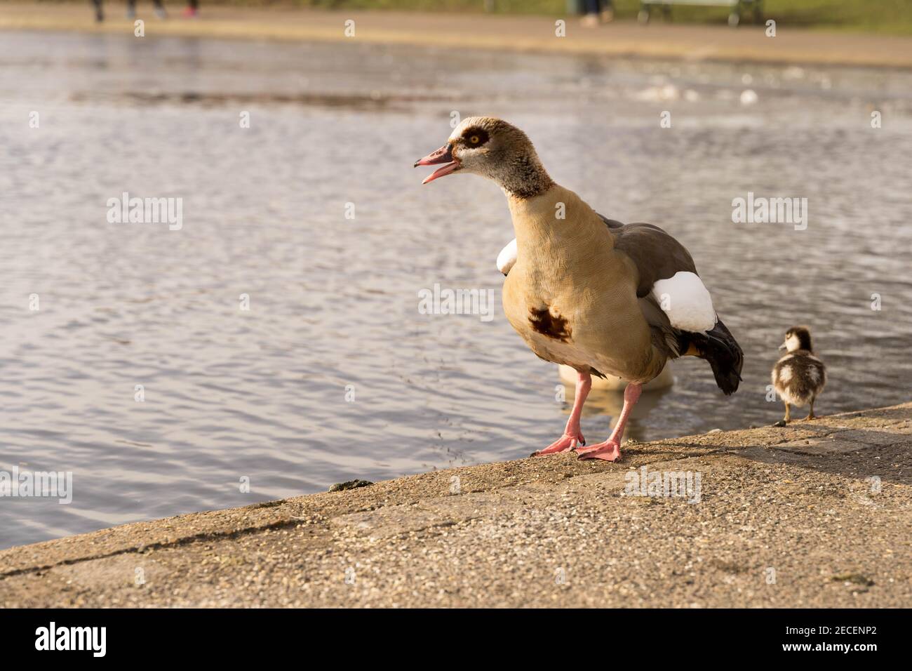 l'oca rosa-footed che richiama per le sue anatroccoli Foto Stock