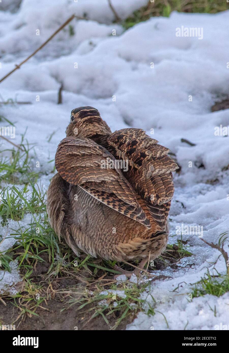 Beccaccia Scolopax rusticola. Vista posteriore che mostra la testa con gli occhi sporgenti a sinistra - gli occhi sono impostati sul retro della testa per una visione completa di 360 gradi Foto Stock