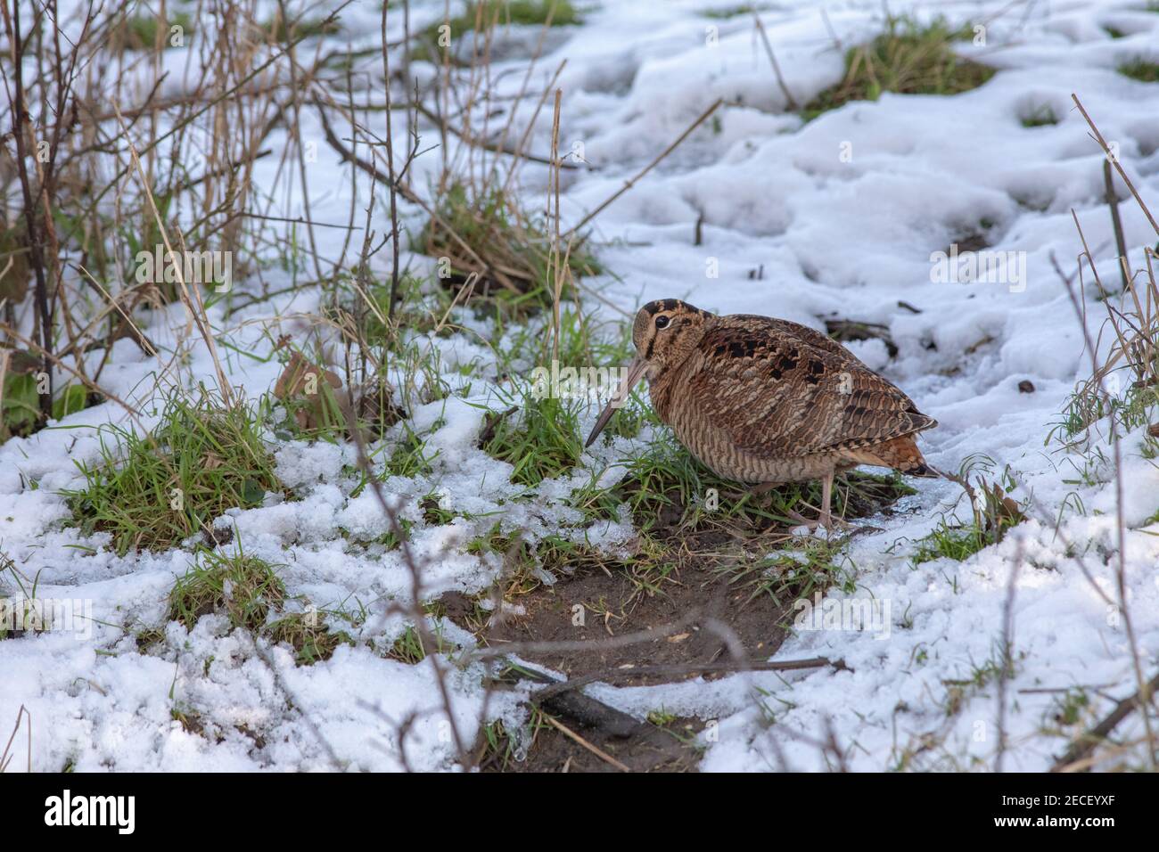 Cazzo di legno (Scolopax rusticola). Uccello, mostrando cryptically segnato & piumaggio colorato che di solito fornisce camouflage, ma non su terreno coperto di neve. Foto Stock