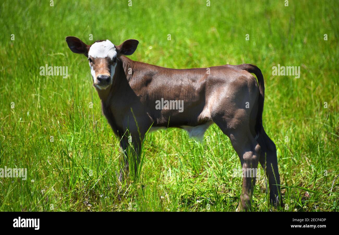 Il vitello giovane si ferma a guardare mentre si cammina in un campo di erba verde. È marrone con fronte bianca. Foto Stock