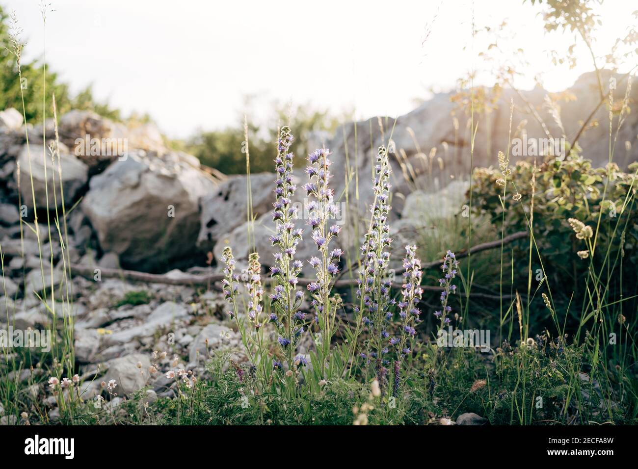 Livido comune o vulgare di Echium in un campo tra erba e pietre grandi. Foto Stock