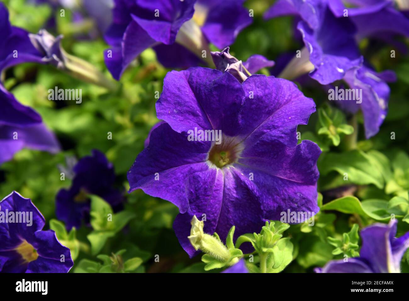 L'immagine mostra un primo piano di una petunia viola, circondata da altri fiori di petunia. Foto Stock