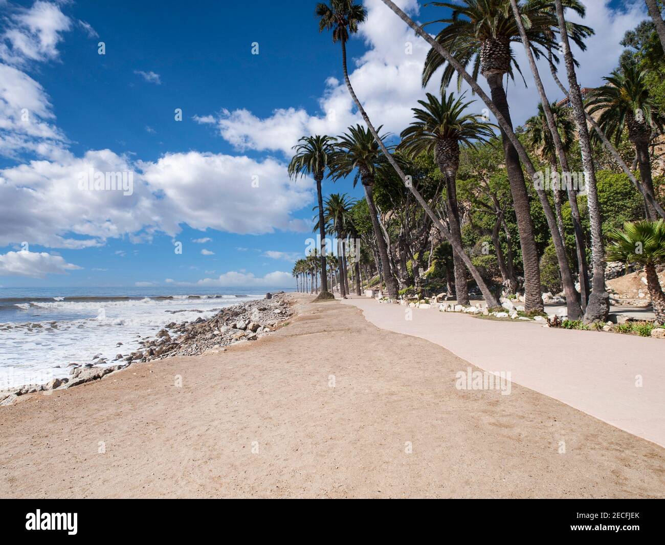 Le spettacolari palme reali sul fronte oceano a Whites Point Park Beach nell'area di San Pedro di Los Angeles, California. Foto Stock