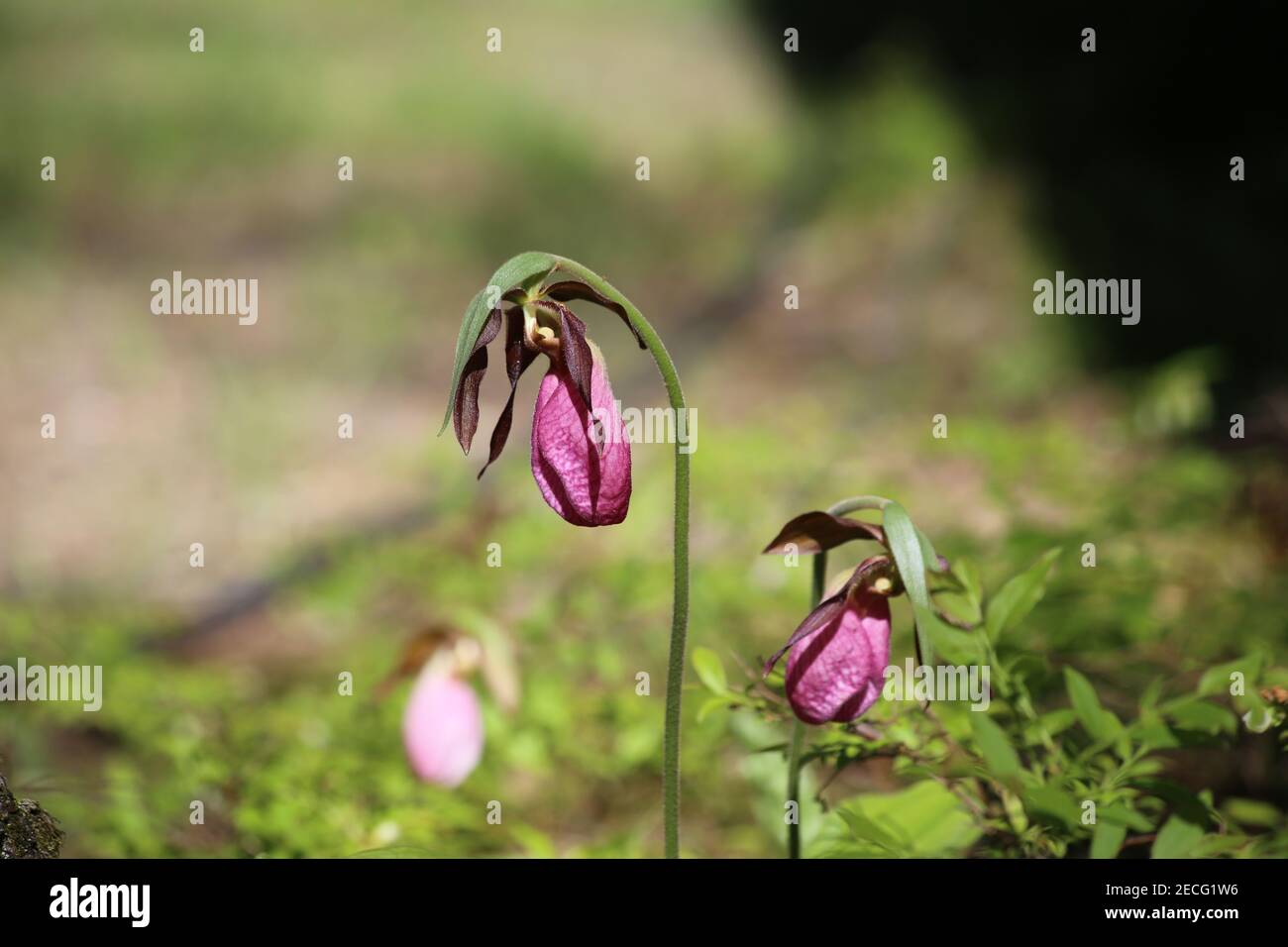 Pink Lady's Slipper o Moccasin Flower Orchidea, Nord America (cipripedio acaule) Foto Stock