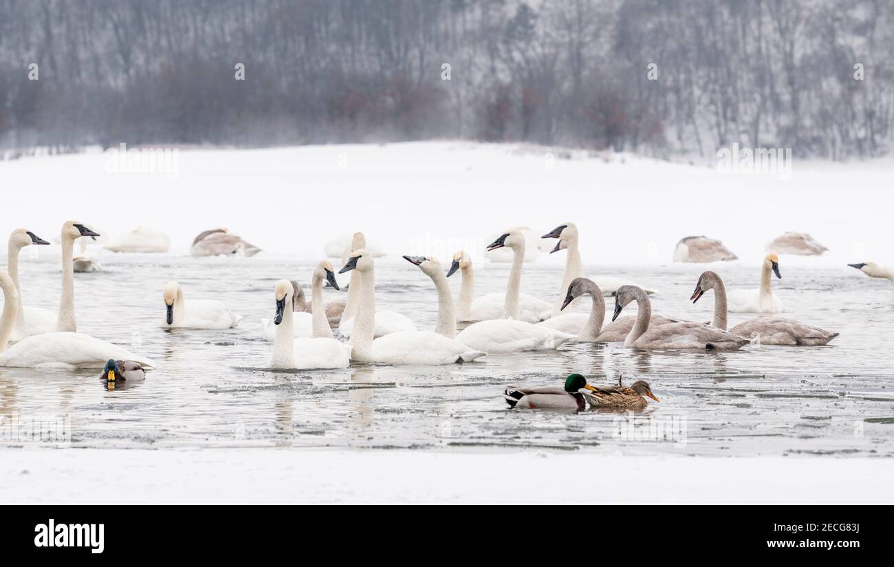 Cigni trombettieri (cicnus buccinator) e Ducati di Mallard (Anas platyrhynchos), Inverno, fiume di St. Croix Wi, USA, di Dominique Braud/Dembinsky Photo Assoc Foto Stock