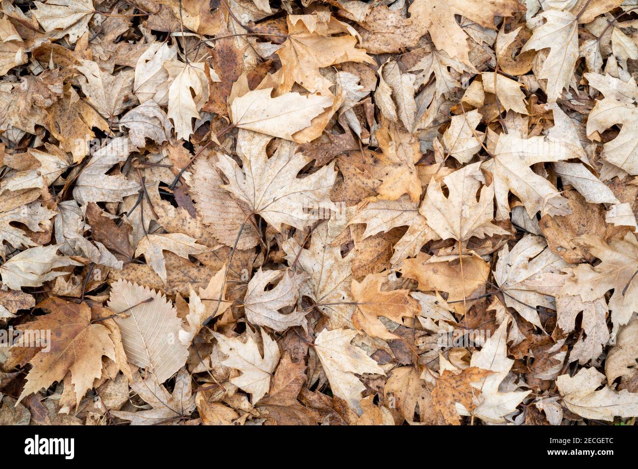 Acero d'argento, foglie di cottonwood e di olmo, foresta pluviale, foresta decidua, inverno iniziale, Stati Uniti del Midwest, di Dominique Braud/Dembinsky Foto A. Foto Stock Acero d'argento, foglie di cottonwood e di olmo, foresta pluviale, foresta decidua, inverno iniziale, Stati Uniti del Midwest, di Dominique Braud/Dembinsky Foto A. Foto Stock