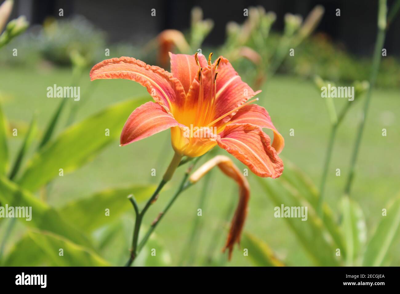 Il fiore di un giglio arancione (Hemerocallis fulva) in un giardino nel monte Hagen, Papua Nuova Guinea Foto Stock