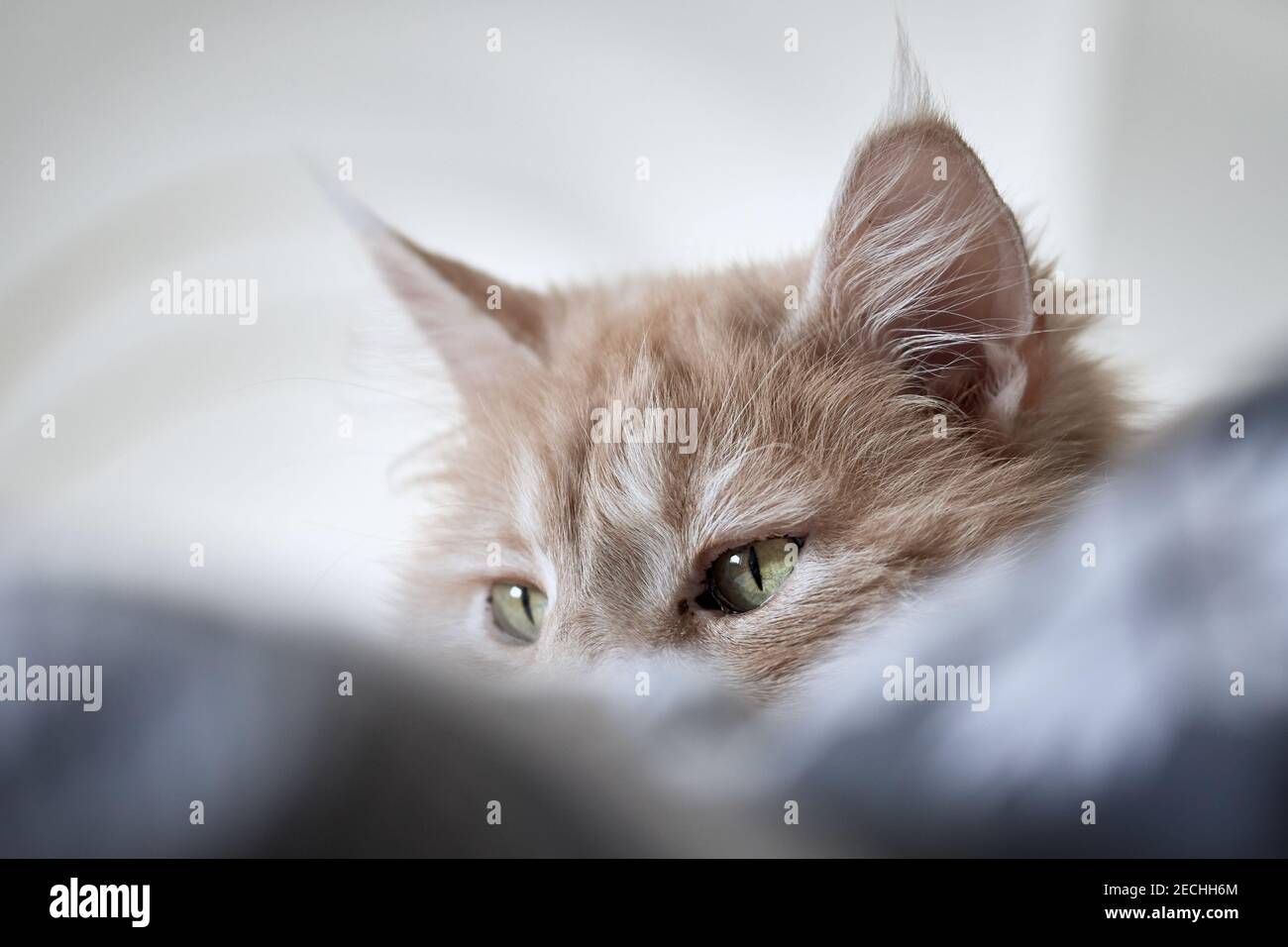 Ritratto a mezza faccia di un gatto Maine Coon bianco crema che si rilassa a letto dietro il cuscino. Foto Stock