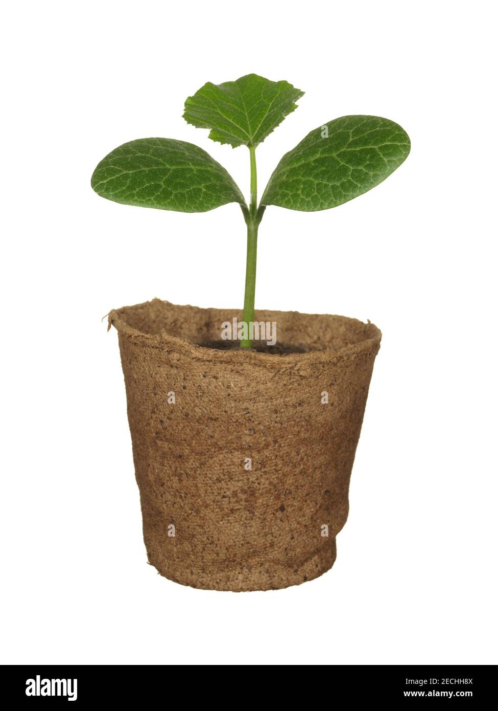 Germoglio verde di zucca per piantare in una tazza di carta usa e getta isolata su uno sfondo bianco. Foto Stock