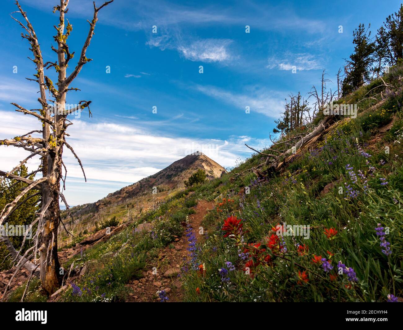 Il pennello indiano (Castilleja), i lupini e altri fiori selvatici costeggiano il sentiero fino alla cima della Strawberry Mountain, nel Wilde di Strawberry Mountain dell'Oregon Foto Stock