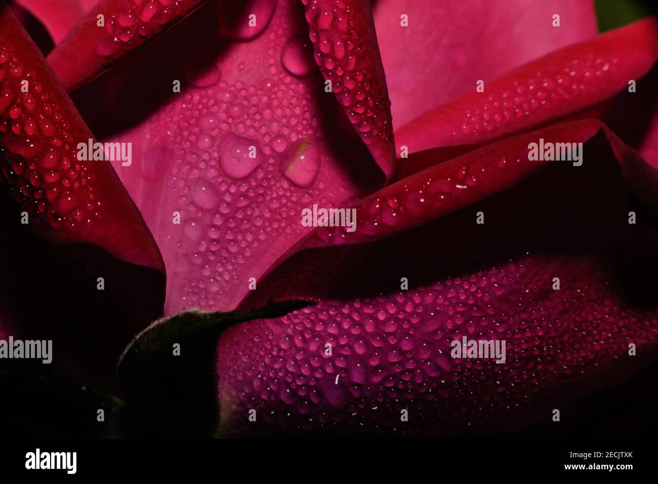 Le gocce di pioggia sulle rose. Foto Stock