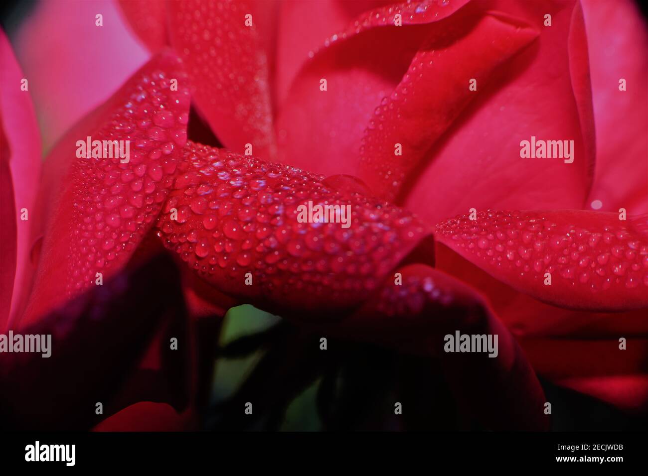 Le gocce di pioggia sulle rose. Foto Stock
