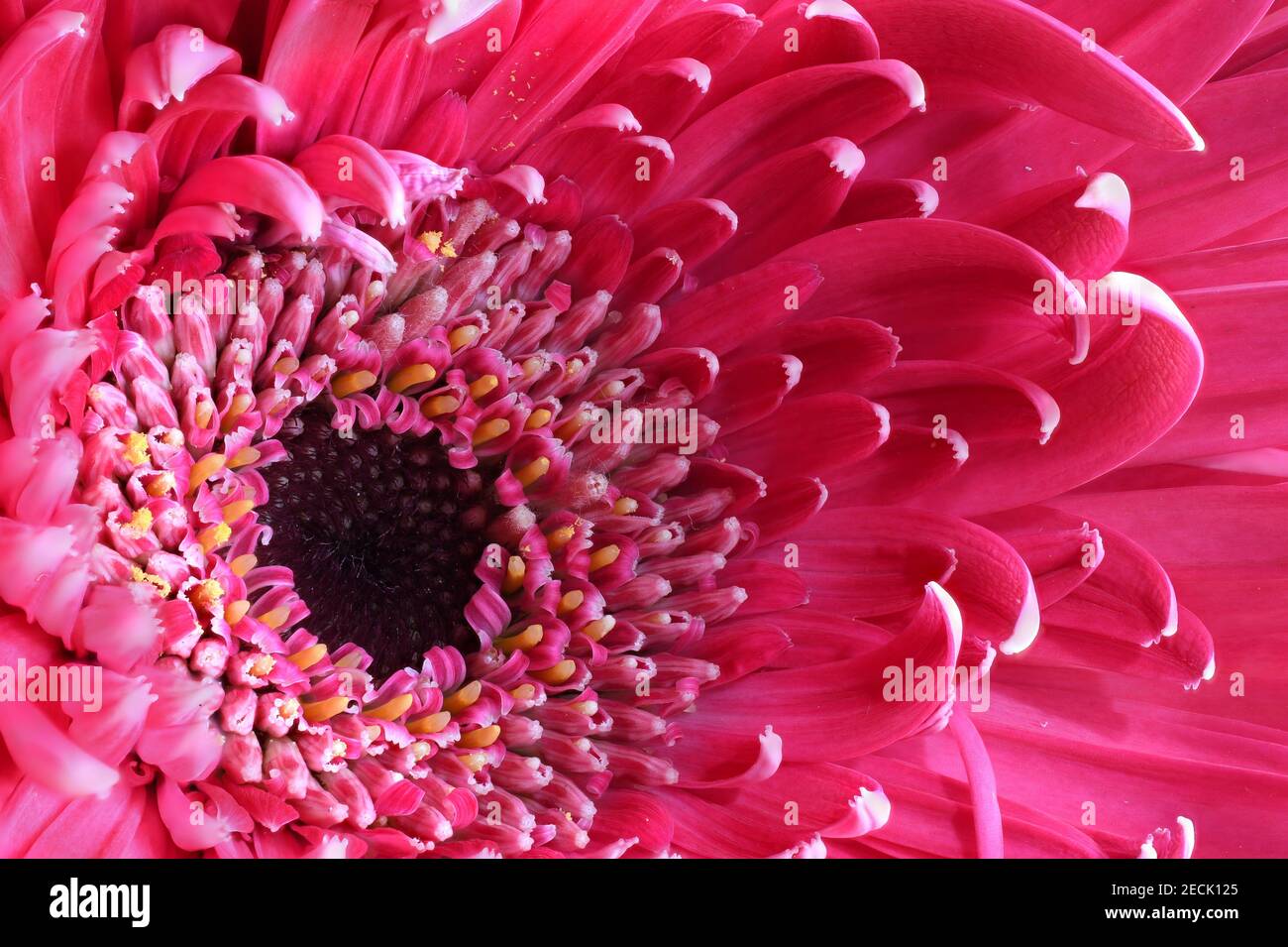 Rosa Gerbera Flower Macro primo piano fotografato a un botanico giardino nel nuovo Messico Foto Stock
