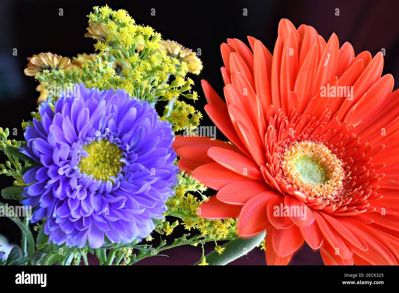 Gerbera Bouquet closeup fotografato in studio con un Nkon D850 Foto Stock