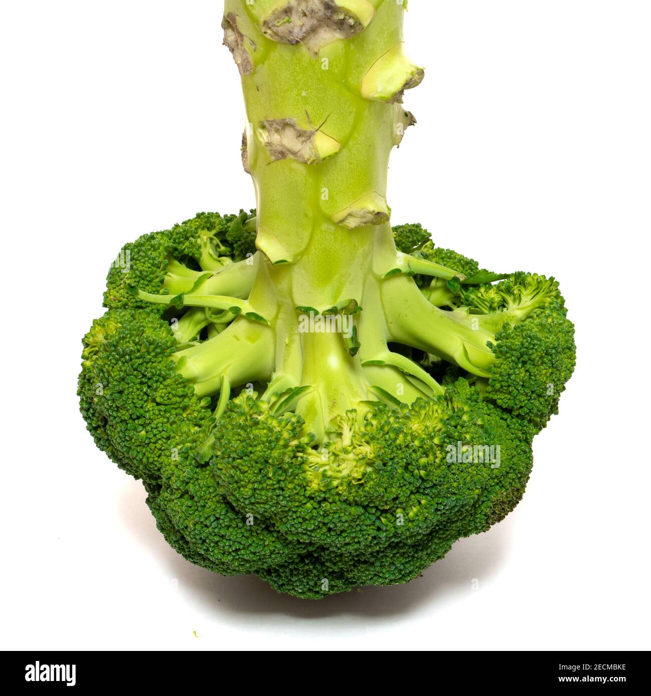 Verdure di broccoli di buah grandi isolate su sfondo bianco. Elemento di progettazione per collage. Stile di vita sano Foto Stock