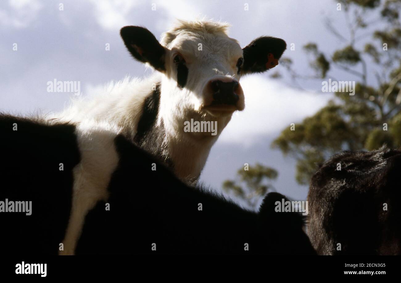 VITELLO GIOVANE SU PROPRIETÀ RURALE, AUSTRALIA DEL SUD Foto Stock