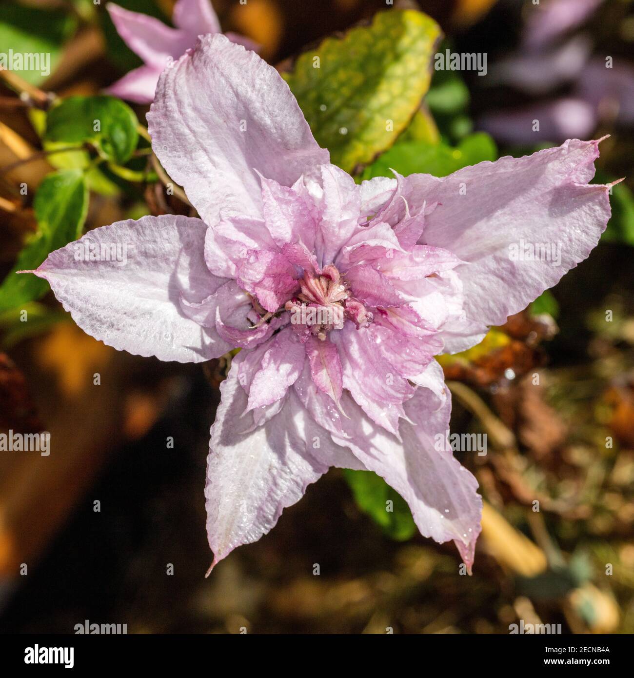Gruppo "Multi Pink" (Clematis), primo gruppo fiorito, klematis (Clematis) Foto Stock