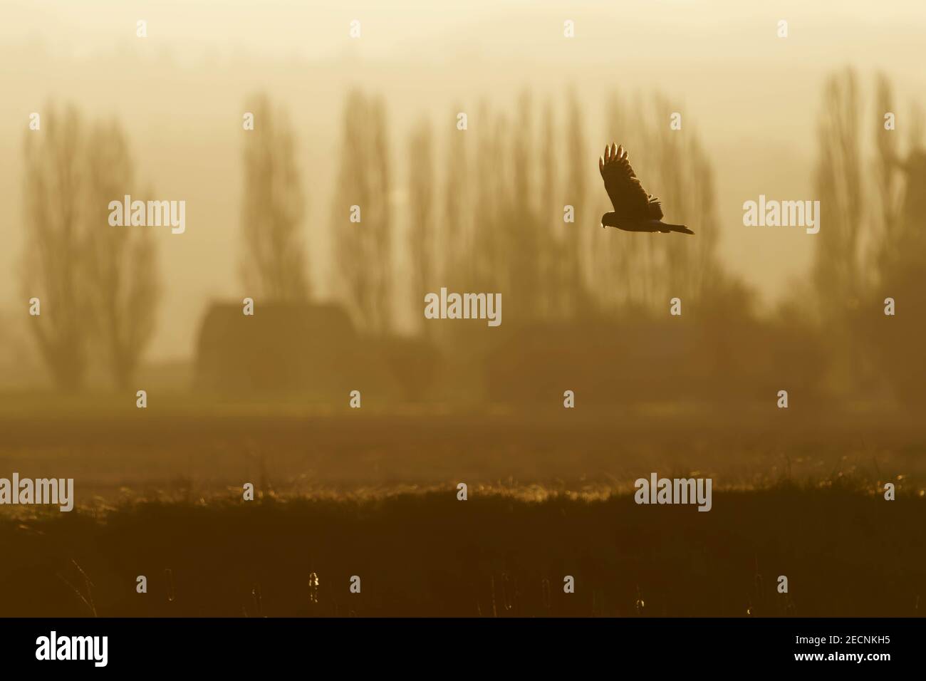 Northern harrier (Circus hudsonius) in volo a caccia su terreni agricoli all'alba, Fir Island, Washington, USA Foto Stock