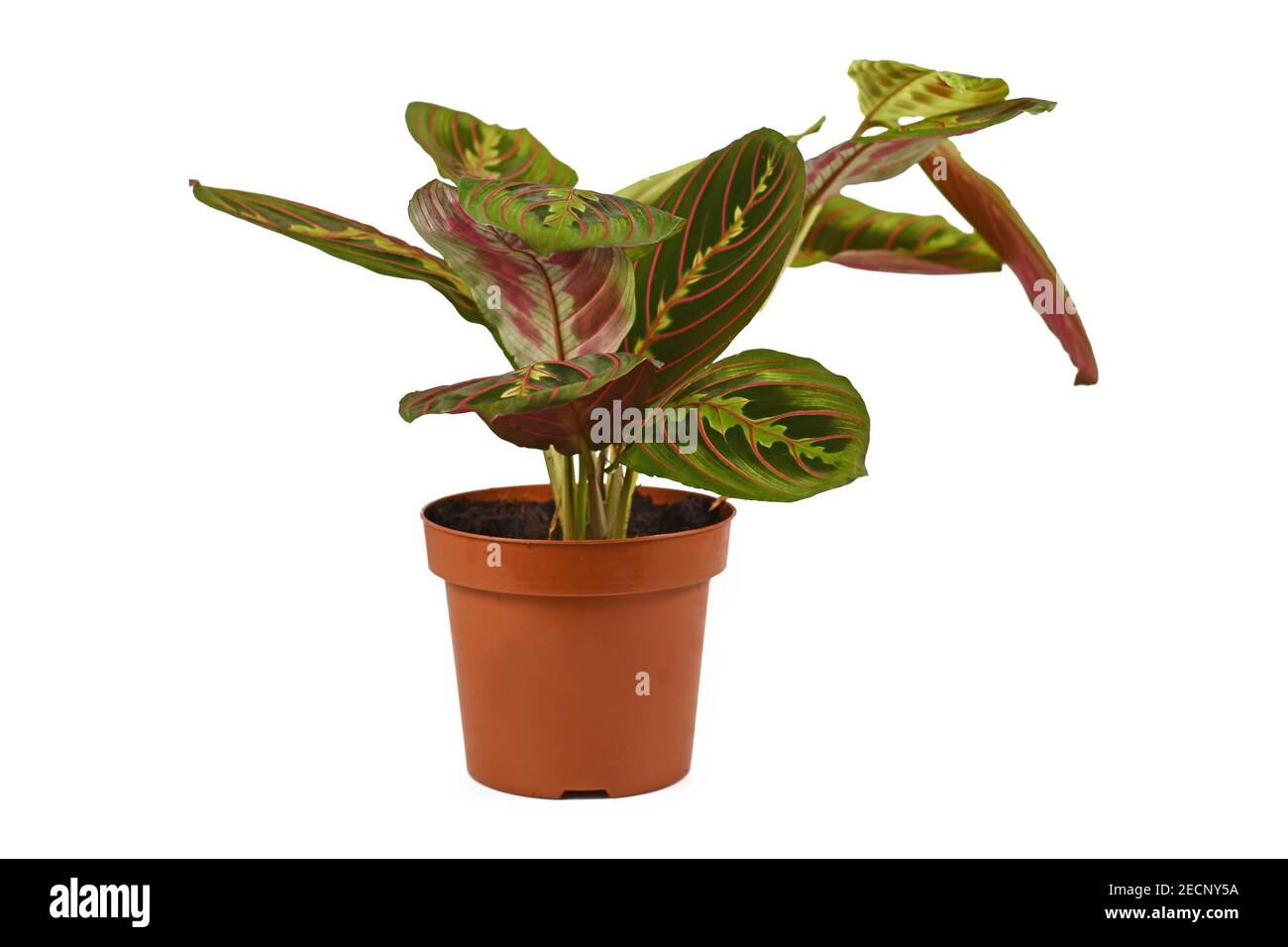 Pianta esotica 'Maranta Leuconeura Fascinator' isolata su sfondo bianco Foto Stock