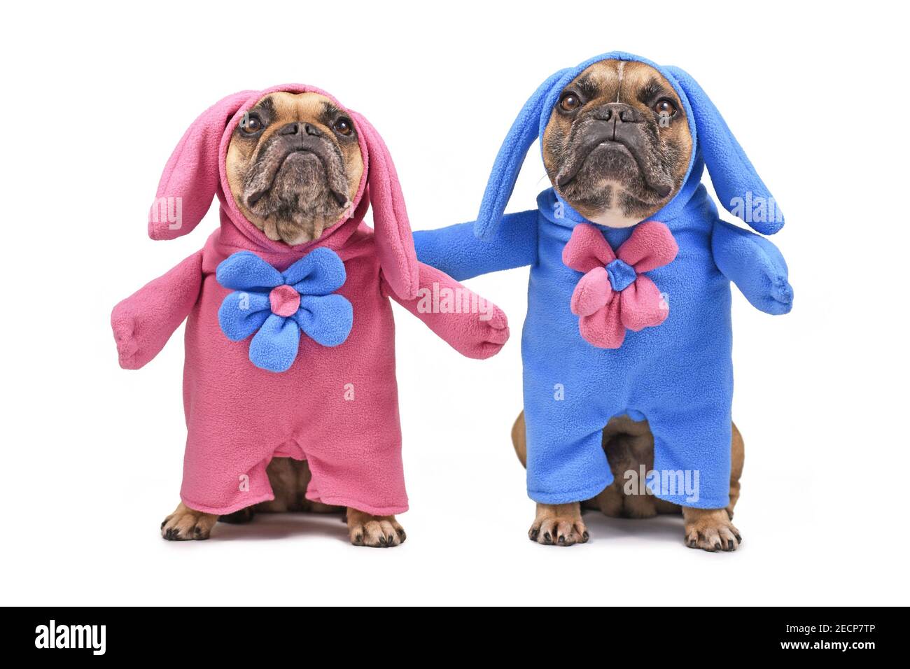 Coppia di divertenti cani Bulldog francesi vestiti con Pasqua costumi bunny con tute complete blu e rosa con fiori isolati su sfondo bianco Foto Stock