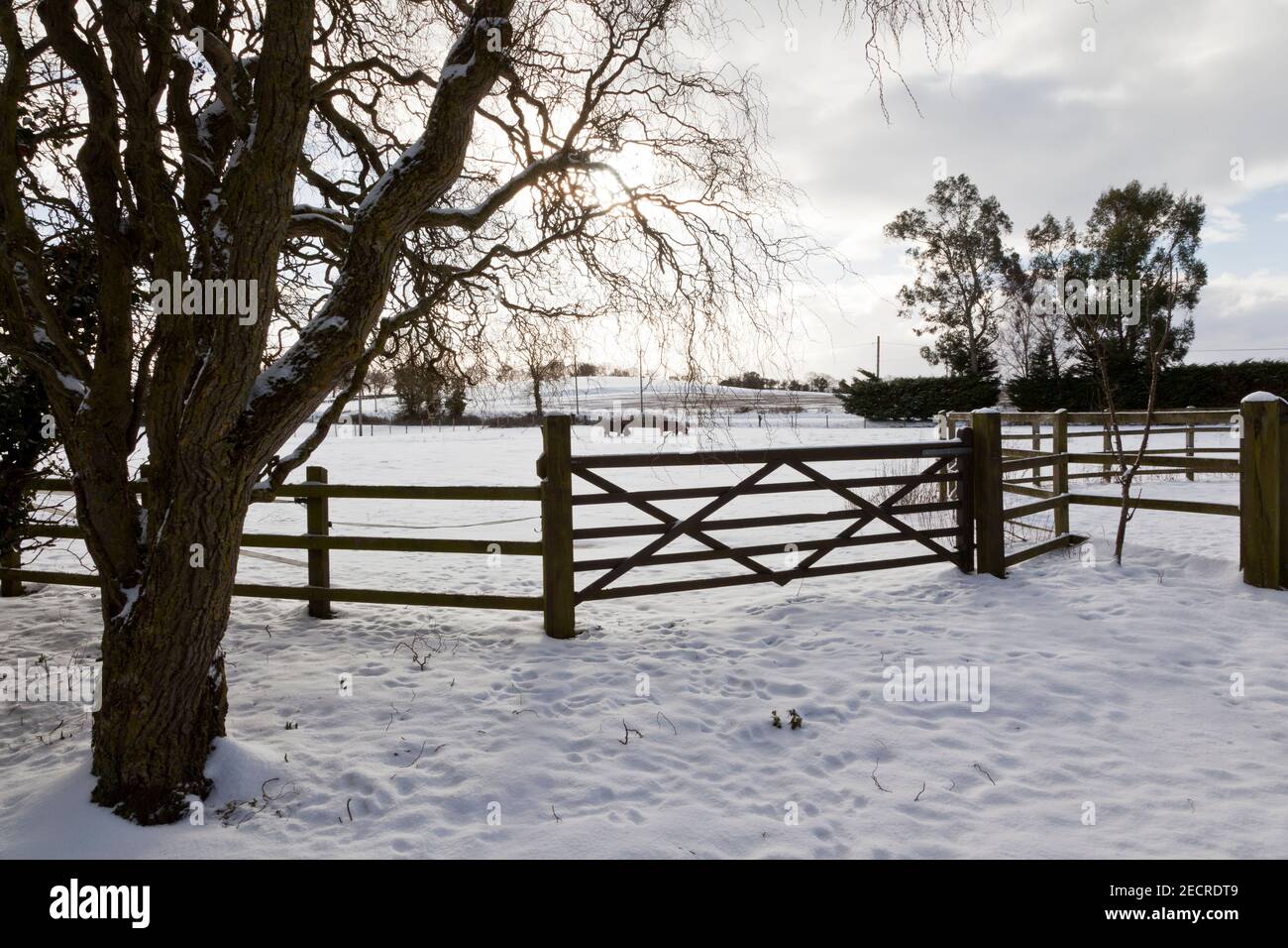 Paddock coperto di neve, cancello e alberi con due pony in lontananza Foto Stock
