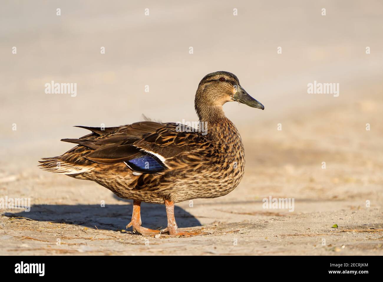 Il Duck Mallard sulla costa nord-orientale del Qatar Foto Stock