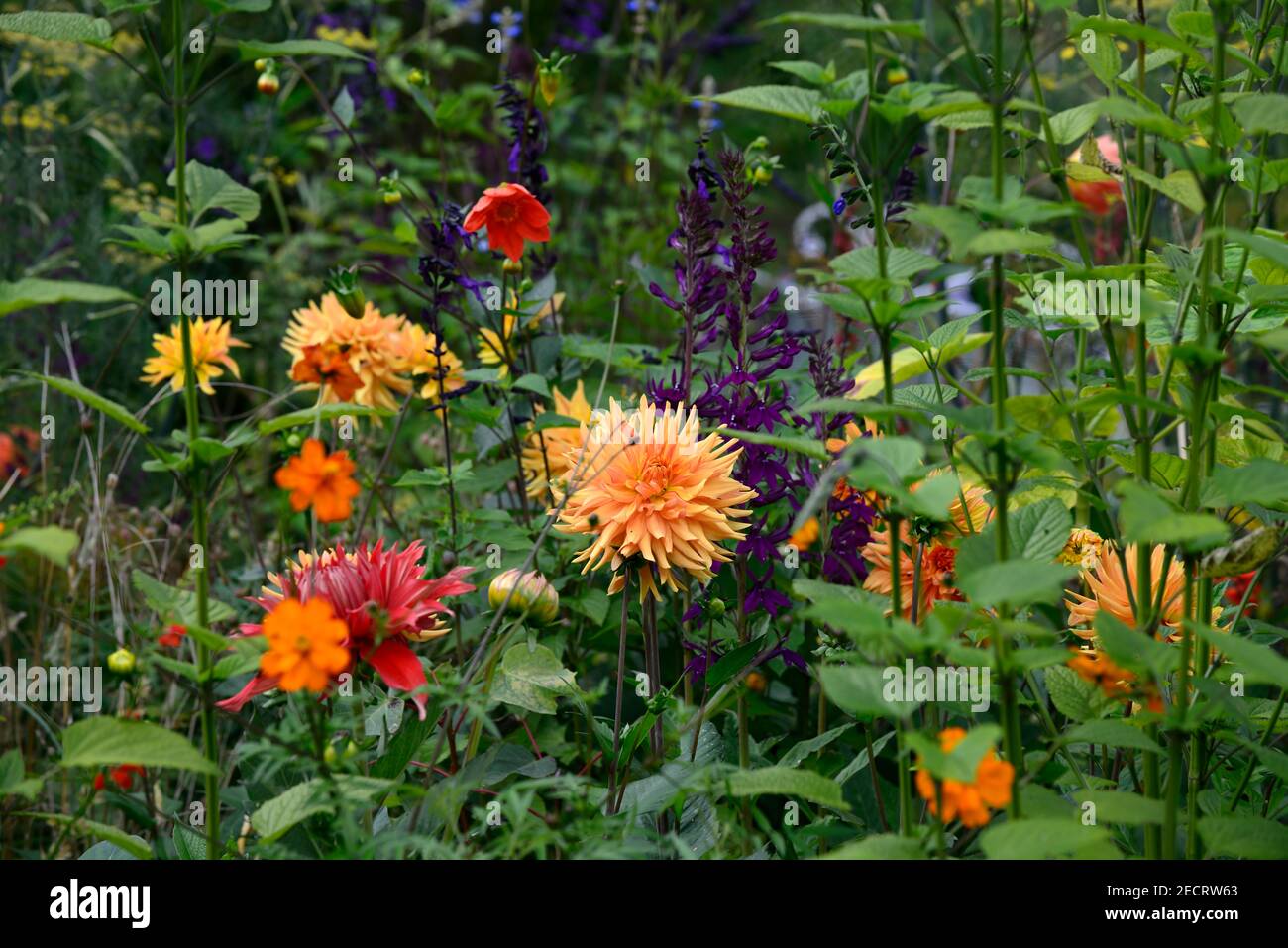 Dahlia Ludwig Helfert,lobelias,Lobelia x speciosa Hadspen Viola,fiori viola,fiore,fioritura,lobelias,perenne,giardino,giardini,arancio e viola f Foto Stock